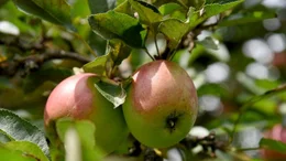 Die &Auml;pfel beim Anderlbauer in Frasdorf gedeihen pr&auml;chtig, bevor sie unter anderem zu Apfelsaft verarbeitet werden.