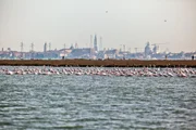 Flamingos - in Venedig.