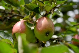 Die &Auml;pfel beim Anderlbauer in Frasdorf gedeihen pr&auml;chtig, bevor sie unter anderem zu Apfelsaft verarbeitet werden.