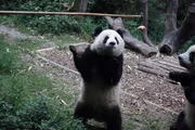 Anna versucht, sich einen Panda zu angeln. Durch dieses Training sollen die Tiere Kraft in den Hinterbeinen bekommen. Die brauchen sie, um sich erfolgreich fortpflanzen zu k&ouml;nnen.