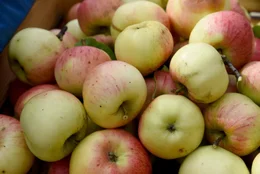 Die &Auml;pfel beim Anderlbauer in Frasdorf gedeihen pr&auml;chtig, bevor sie unter anderem zu Apfelsaft verarbeitet werden.