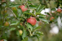 Die &Auml;pfel beim Anderlbauer in Frasdorf gedeihen pr&auml;chtig, bevor sie unter anderem zu Apfelsaft verarbeitet werden.