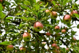 Die &Auml;pfel beim Anderlbauer in Frasdorf gedeihen pr&auml;chtig, bevor sie unter anderem zu Apfelsaft verarbeitet werden.