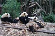 Pandas verschlingen Unmengen Bambussprossen. Am liebsten liegen sie dabei auf dem Rücken. Pandas verschlingen Unmengen Bambussprossen. Am liebsten liegen sie dabei auf dem Rücken.