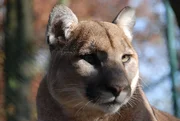 Puma Chato wartet auf seine neue Mitbewohnerin.