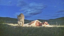 Pumas k&ouml;nnen in allen Lebensr&auml;umen existieren: ob Dschungel, W&uuml;ste, Tundra oder Hochgebirge - vom Norden Kanadas bis in den S&uuml;den Chiles.