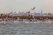 Flamingos - in Venedig.