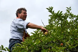 Beim Anderlbauer in Frasdorf k&uuml;mmert sich der Chef Johann Huber liebevoll um die Ernte seiner &Auml;pfel.