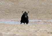 Ein wildes Yak in der Chang Tang Region. Diese vorzüglich an die überaus harten Lebensbedingungen angepasste Tierart ist in ihrer domestizierten Form überlebenswichtig für die Menschen, die im Hochland von Tibet leben. Ein wildes Yak in der Chang Tang Region. Diese vorzüglich an die überaus harten Lebensbedingungen angepasste Tierart ist in ihrer domestizierten Form überlebenswichtig für die Menschen, die im Hochland von Tibet leben.