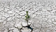 Das erste Leben in einer fremden Welt – Mangroven können in Brack- und Salzwasser überleben. Das erste Leben in einer fremden Welt – Mangroven können in Brack- und Salzwasser überleben.
