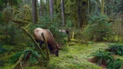 Der Roosevelt Wapiti ist die größte Wapiti-Unterart Nordamerikas. Im Olympic Nationalpark lebt eine große Herde dieser Riesen.