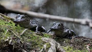 Die ersten Monate sind die gefährlichsten für Alligator Babys. Besonders hüten müssen sie sich vor Räubern wie Waschbären, großen Fischen, Vögeln oder sogar anderen Alligatoren – meistens große dominante Männchen. Die ersten Monate sind die gefährlichsten für Alligator Babys. Besonders hüten müssen sie sich vor Räubern wie Waschbären, großen Fischen, Vögeln oder sogar anderen Alligatoren – meistens große dominante Männchen.