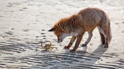 Fuchs am Strand von Venedig.