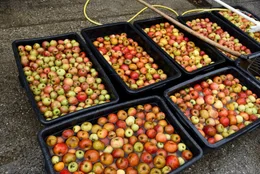 Beim Anderlbauer in Frasdorf werden die geernteten &Auml;pfel in K&auml;sten gesammelt, bevor sie anschlie&szlig;end mit der alten Apfelsaftpresse zu Apfelsaft weiterverarbeitet werden.