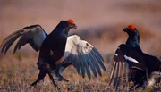 Bei den Balzkämpfen der Birkhühner versucht das Männchen, seinen Konkurrenten in die 'roten Rosen' über den Augen zu picken.