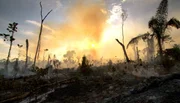 Nachdem Baumfäller alle wertvollen Harthölzer abgeholzt haben, folgt die Brandrodung. Riesige Gebiete liegen brach - auf dem nährstoffarmen Boden wächst über Jahre hinaus so gut wie nichts.