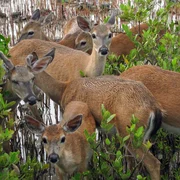 Eine Herde von Key-Weißwedelhirschen - die kleinsten aller nordamerikanischen Hirsche leben ausschließlich in Florida. Sie sind etwa so große wie ein Schäferhund. Eine Herde von Key-Weißwedelhirschen - die kleinsten aller nordamerikanischen Hirsche leben ausschließlich in Florida. Sie sind etwa so große wie ein Schäferhund.