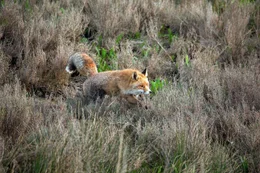 Fuchs auf Beutejagd in Venedig.