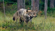 Nur noch wenige W&ouml;lfe leben in Finnland, etwa 150 Tiere. Dieser Vater ist mit seinem Sohn im Sumpf unterwegs.