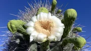 Saguaro Cactus Bloom.