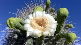Saguaro Cactus Bloom.