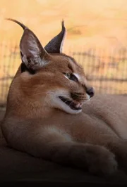 Caracal