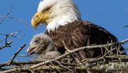 Der Weißkopfseeadler – das Wappentier der Vereinigten Staaten – zieht seine Küken im Olympic Nationalpark auf.