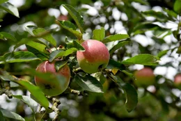 Die &Auml;pfel beim Anderlbauer in Frasdorf gedeihen pr&auml;chtig, bevor sie unter anderem zu Apfelsaft verarbeitet werden.