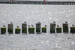 Alpenstrandl&auml;ufer.
