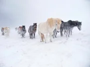 Von Fr&uuml;hjahr bis Herbst d&uuml;rfen die meisten Islandpferde frei in Herden &uuml;ber die Insel ziehen. Das st&auml;rkt die Ausdauer und die Intelligenz und formt den robusten Charakter der kleinen Pferde.