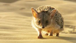 Igel