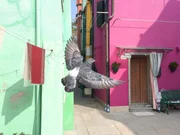 "Universum", "Wildes Venedig." Venedig ist ein Mythos, die pr&auml;chtigste Kulisse der Welt. Doch die Stadt f&uuml;hrt ein Doppelleben - hier die quirlige Lagunenstadt, da die faszinierende Welt der vielen zum Teil unbewohnten Inseln. Sie vermitteln noch heute den Eindruck jener Zeit, als die ersten Siedler ihre Pf&auml;hle in den schlammigen Boden rammten. Mensch und Natur schufen einen gemeinsamen Lebensraum, den sie sich seit Jahrtausenden teilen: die Lagune. Hinter der malerischen Kulisse aus Pal&auml;sten, Kirchen und Kan&auml;len existiert ein bis heute kaum erforschter Kosmos, bev&ouml;lkert von einer au&szlig;ergew&ouml;hnlichen Menagerie von Lebewesen, allgegenw&auml;rtig, aber kaum sichtbar. Sie leben mitten in der Stadt, tauchen unter ihr hinweg oder blicken von hoch oben aus der Luft auf sie herab. Wer h&auml;tte in der Lagune von Venedig Korallenriffe vermutet; wer h&auml;tte gedacht, dass die Sandb&auml;nke und Inseln Lebensraum f&uuml;r eine Vielzahl von Wildtieren sind - von F&uuml;chsen &uuml;ber Marder bis hin zu den abertausenden von Zugv&ouml;geln; wer kennt schon die bunte Tierwelt der versteckten G&auml;rten Venedigs? Die Universum-Dokumentation von Klaus Steindl erforscht das weitgehend unbekannte Venedig der Tiere und entdeckt das wilde Tierleben auf den stillen Laguneninseln abseits des Touristentrubels.  SENDUNG: ORF3 - DO - 11.05.2017 - 20:15 UHR. - Veroeffentlichung fuer Pressezwecke honorarfrei ausschliesslich im Zusammenhang mit oben genannter Sendung oder Veranstaltung des ORF bei Urhebernennung.  Foto: ORF/Kreativkraft/Klaus Steindl.  Anderweitige Verwendung honorarpflichtig und nur nach schriftlicher Genehmigung der ORF-Fotoredaktion.  Copyright: ORF, Wuerzburggasse 30, A-1136 Wien, Tel. +43-(0)1-87878-13606