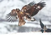 Heiß umkämpfte Kälteopfer: In harten Wintern streiten sich See- und Steinadler um Nahrung. Heiß umkämpfte Kälteopfer: In harten Wintern streiten sich See- und Steinadler um Nahrung.