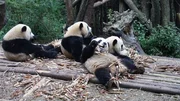 Wie angelt man sich einen Großen Panda? 4; © BR/TEXT + BILD Medienproduktion GmbH & Co. KG - Honorarfreie Verwendung gemäß AGB im redaktionellen Zusammenhang mit genannter Sendung bei Nennung "Bild: BR/TEXT + BILD Medienproduktion GmbH & Co. KG" Wie angelt man sich einen Großen Panda? 4; © BR/TEXT + BILD Medienproduktion GmbH & Co. KG - Honorarfreie Verwendung gemäß AGB im redaktionellen Zusammenhang mit genannter Sendung bei Nennung "Bild: BR/TEXT + BILD Medienproduktion GmbH & Co. KG"