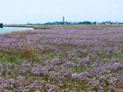 Im Hochsommer verwandelt wilder Strandflieder die Salzwiesen der Lagune in ein Meer aus violetten Bl&uuml;ten.