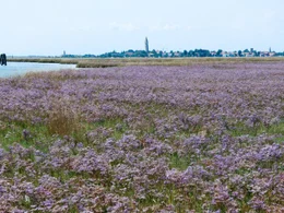 Im Hochsommer verwandelt wilder Strandflieder die Salzwiesen der Lagune in ein Meer aus violetten Bl&uuml;ten.