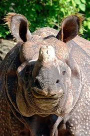 Bei Panzernashorn Rapti platzt der Panzer aus allen Nähten. Weiteres Bildmaterial finden Sie unter www.br-foto.de