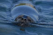 Seehunde bewohnen das d&auml;nische Wattenmeer.