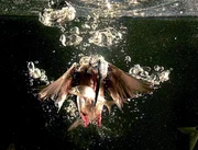 Blitzschnell: Aus der H&ouml;he st&ouml;&szlig;t der Eisvogel wie ein Pfeil ins Wasser und erbeutet kleine Fische.