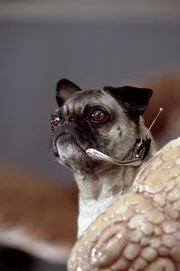 Frank, der im K&ouml;rper eines Mops lebende Au&szlig;erirdische ...