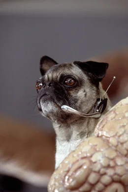 Frank, der im K&ouml;rper eines Mops lebende Au&szlig;erirdische ...