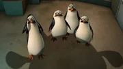 L-R: Kowalski, Skipper, Rico, Private