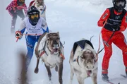 Sprintrennen in Karasjok: Nur Hirsche sind schnell genug für Rentierrennen.