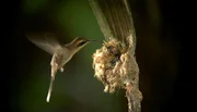 Ein Langschwanz-Schattenkolibri hat sein Nest in die Spitze eines Palmblatts gebaut. Ihr Junges füttert die Mutter fliegend - und verbraucht dabei so viel Energie, dass sie sofort zur nächsten Blüte aufbrechen muss, um nahrhaften Nektar "nachzutanken". Ein Langschwanz-Schattenkolibri hat sein Nest in die Spitze eines Palmblatts gebaut. Ihr Junges füttert die Mutter fliegend - und verbraucht dabei so viel Energie, dass sie sofort zur nächsten Blüte aufbrechen muss, um nahrhaften Nektar "nachzutanken".