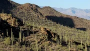 In manchen Gegenden, wie den Tucson Mountains, stehen die Saguaro Kakteen fast so nah beieinander wie in einem Wald. In manchen Gegenden, wie den Tucson Mountains, stehen die Saguaro Kakteen fast so nah beieinander wie in einem Wald.