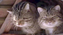 Wildkatzen.
