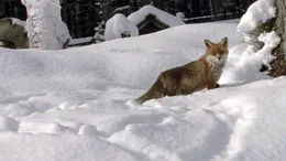 Fuchs.
