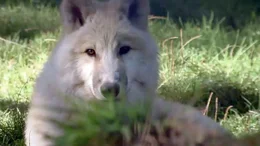 Wolf.