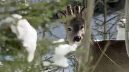 "Der steirische Alpentierpark Mautern", Im Wildpark Mautern auf 1.100 m Seeh&ouml;he erleben die Besucherinnen und Besucher die Tiere dort, wo sie zu Hause sind: Mitten in der Natur leben hier Polar- und Grauw&ouml;lfe, Braun- und Waschb&auml;ren, Yaks, Hirsche, F&uuml;chse und noch viele andere Arten.
