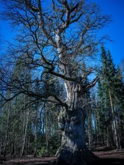 Der Mutterbaum Der Mutterbaum